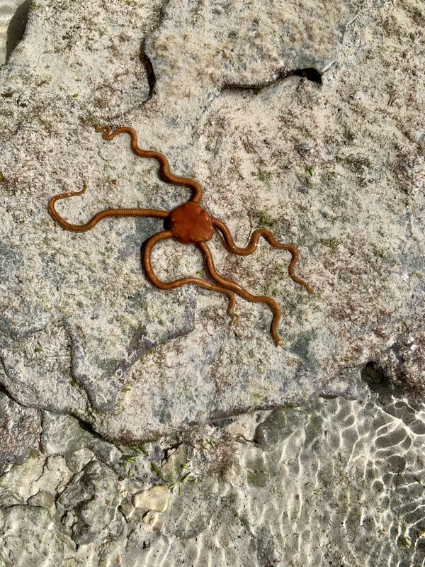 Brittle star at the coast thumbnail