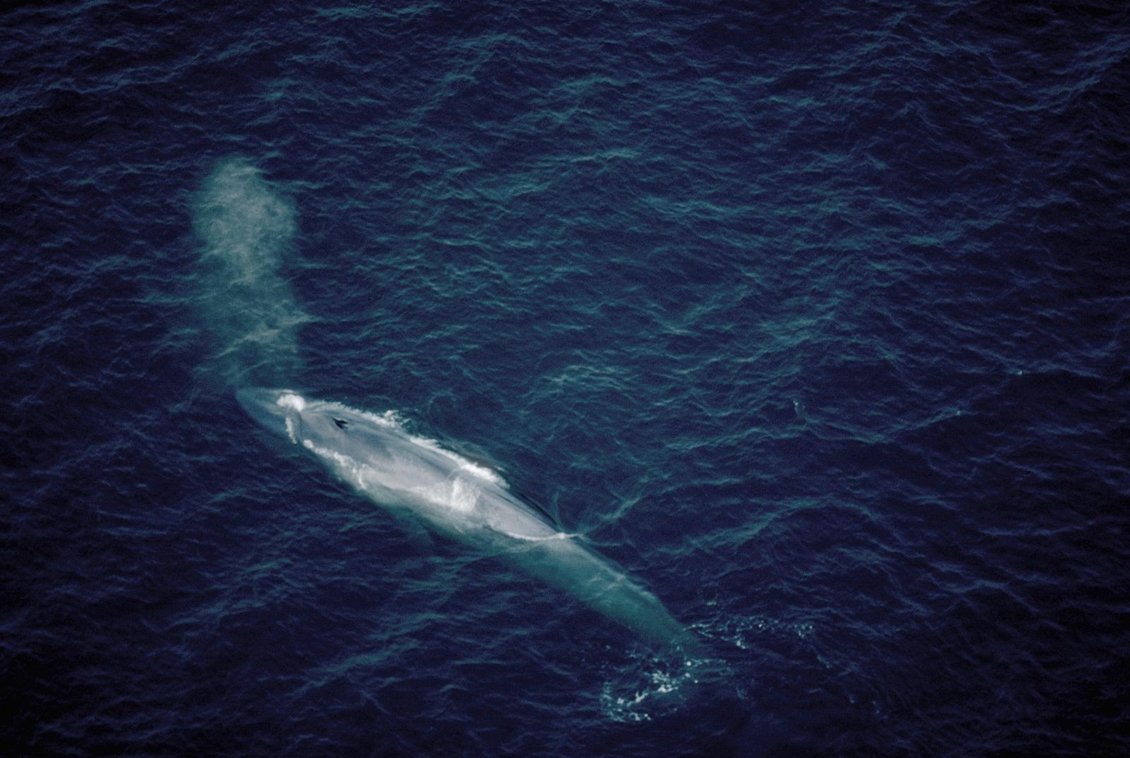 THE LONELIEST WHALE, So Who Does Respond