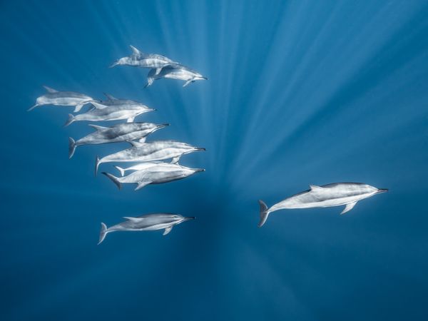 Dolphin formation thumbnail