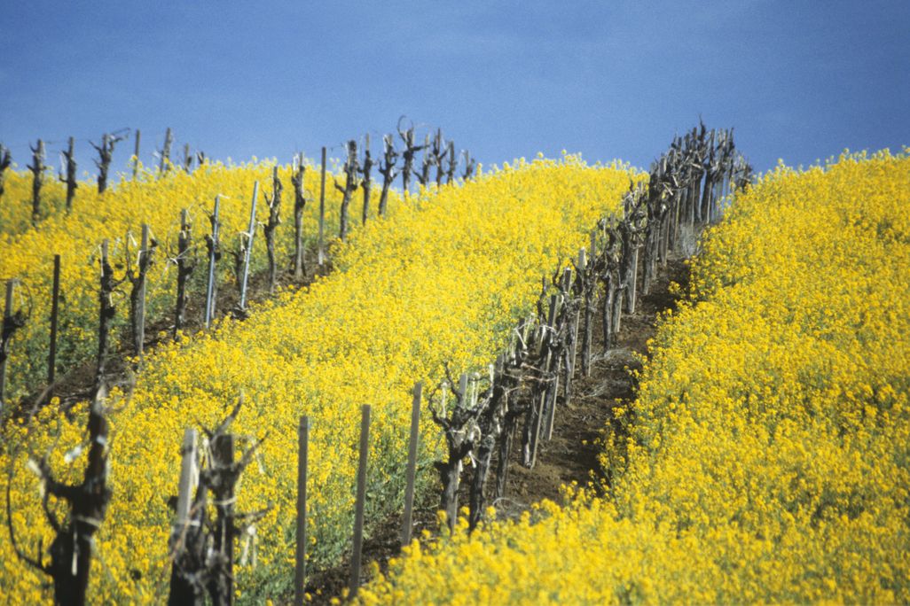 Napa Valley