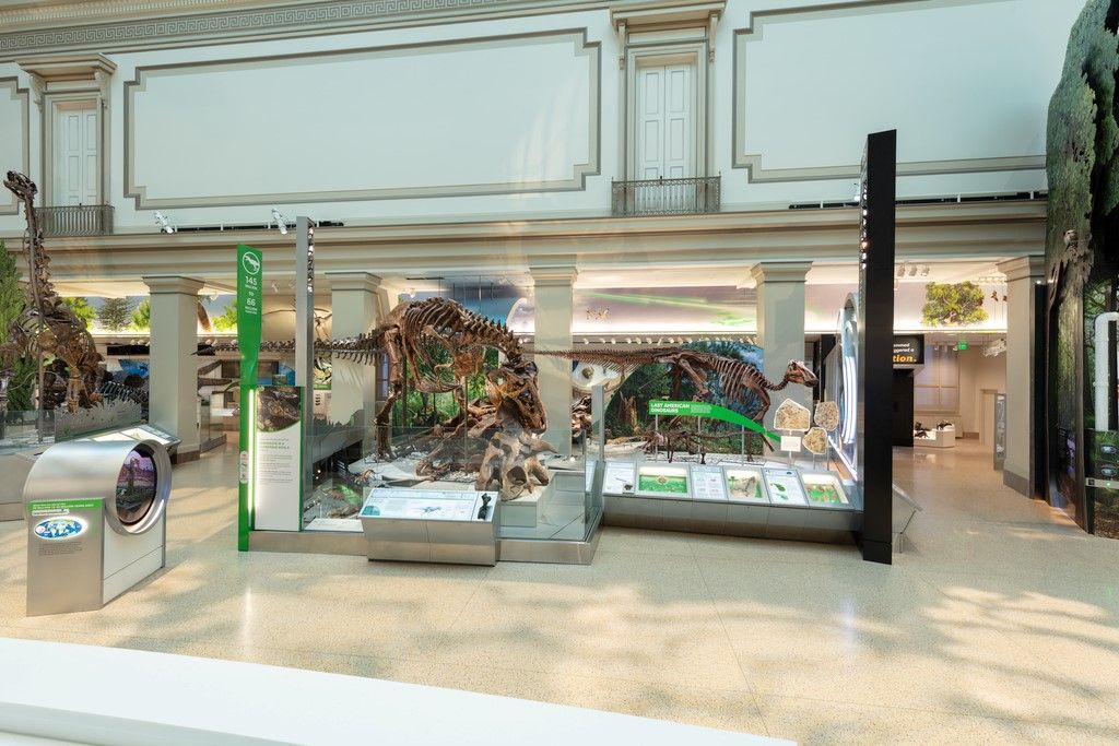 Museum exhibit displaying dinosaur fossils