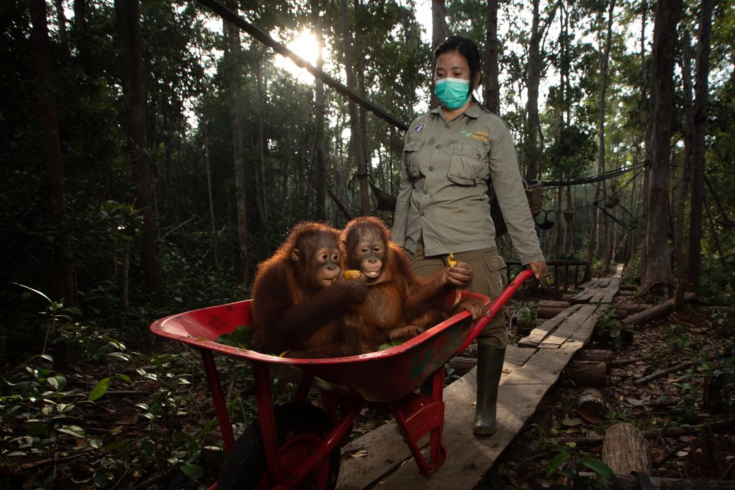 Orangs in wheelbarrow