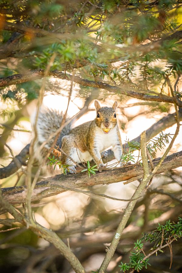 The Staredown thumbnail