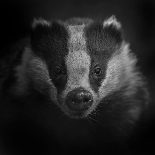 A Badger In Black and White thumbnail