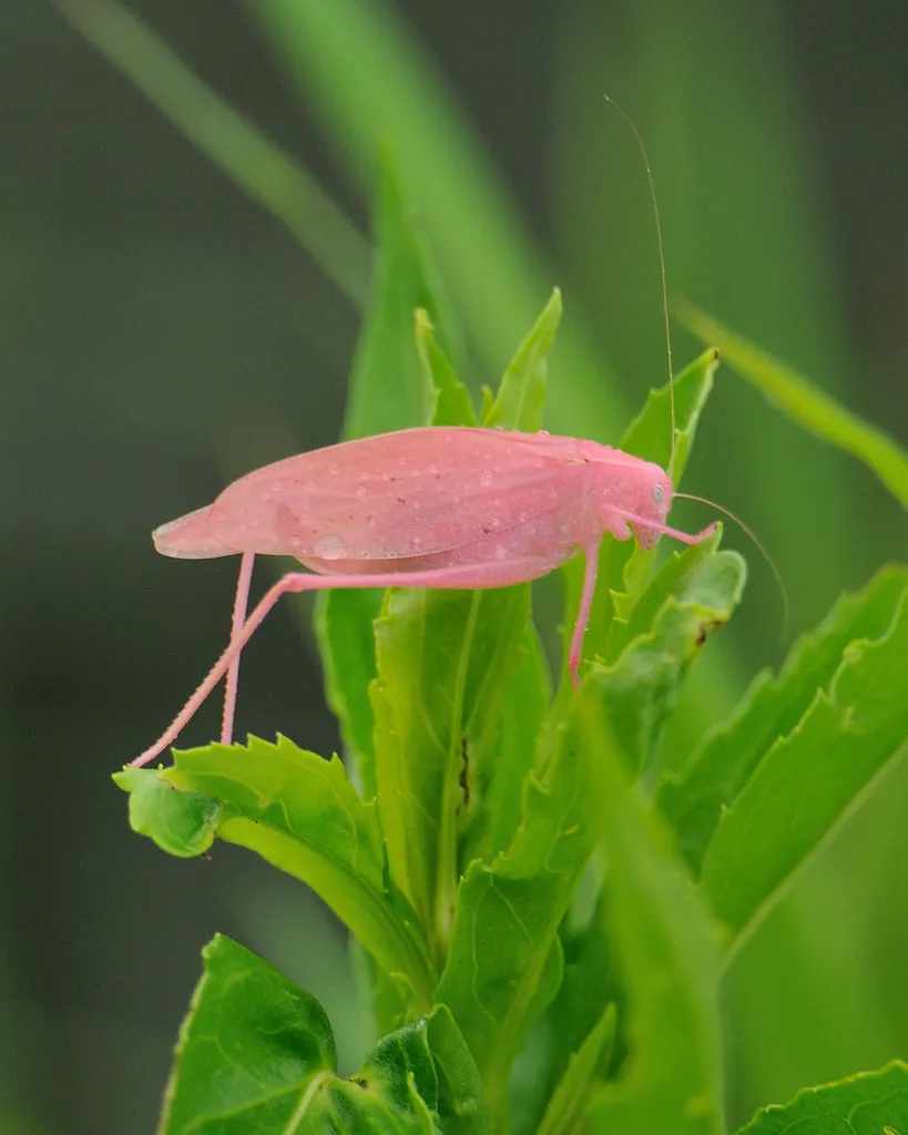 Oblong-winged katydid