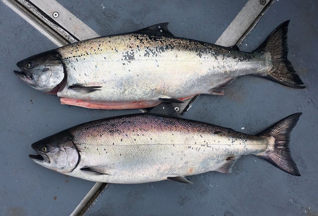 A pair of Chinook salmon