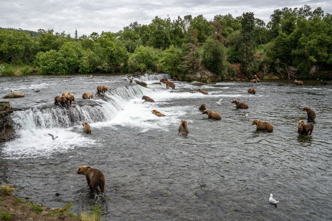 bears gather at Brooks Falls