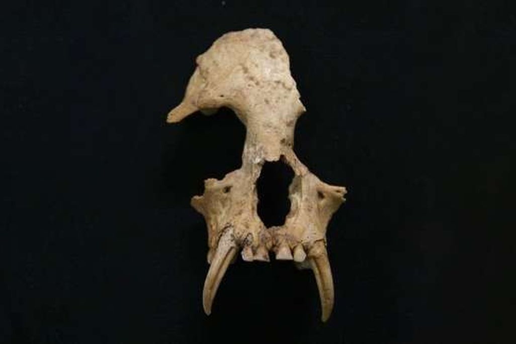 Gibbon Skull