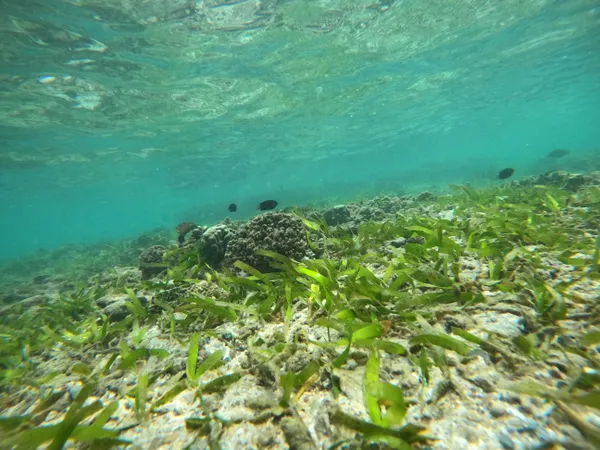 Vibrant Seagrass Beds in the Coastal Reef Lagoon of Trincomalee, Sri Lanka thumbnail