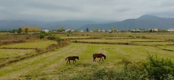 free horses thumbnail