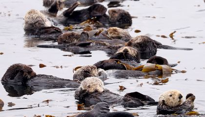 Sea Otters Have Helped Bolster California&rsquo;s Kelp Forest