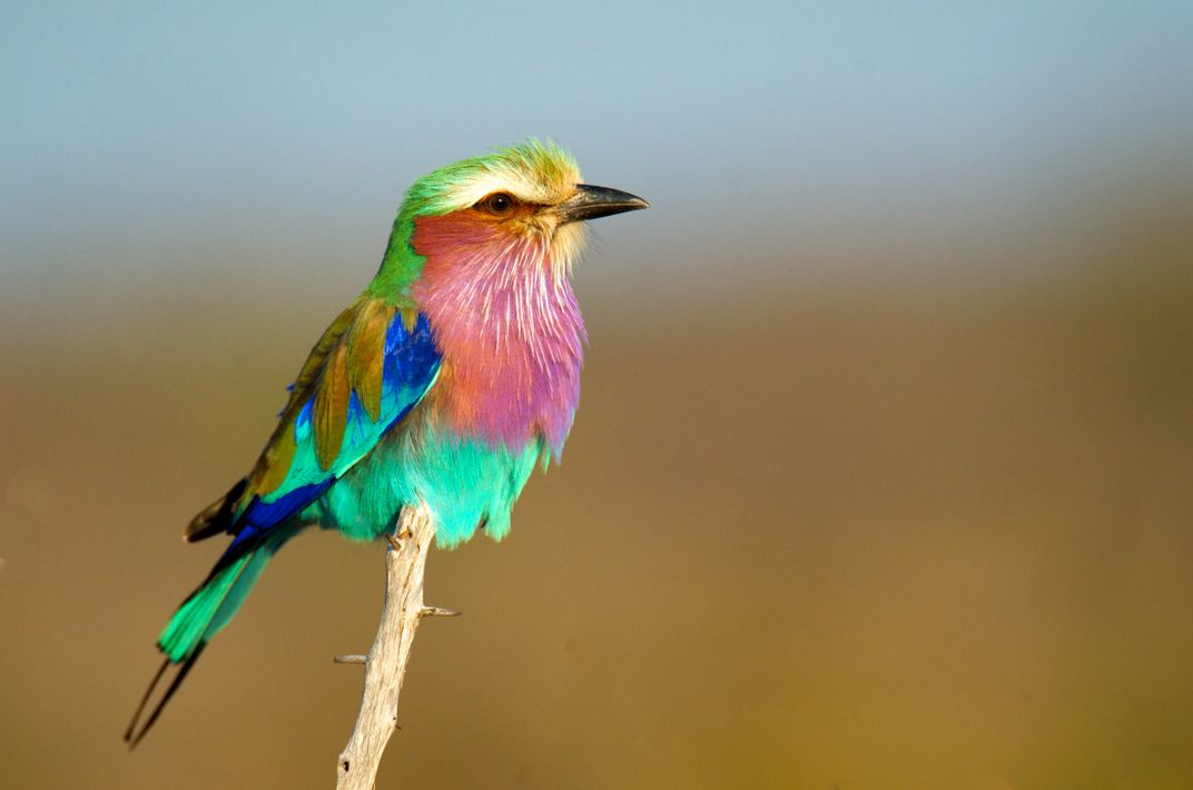 Violet Breasted Roller in the Kruger. While on safari in Kruger ...