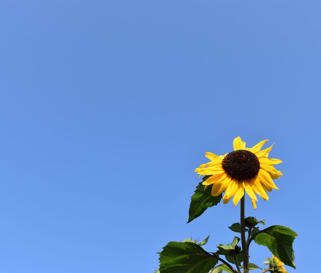 Sunflower in San Francisco Smithsonian Photo Contest Smithsonian