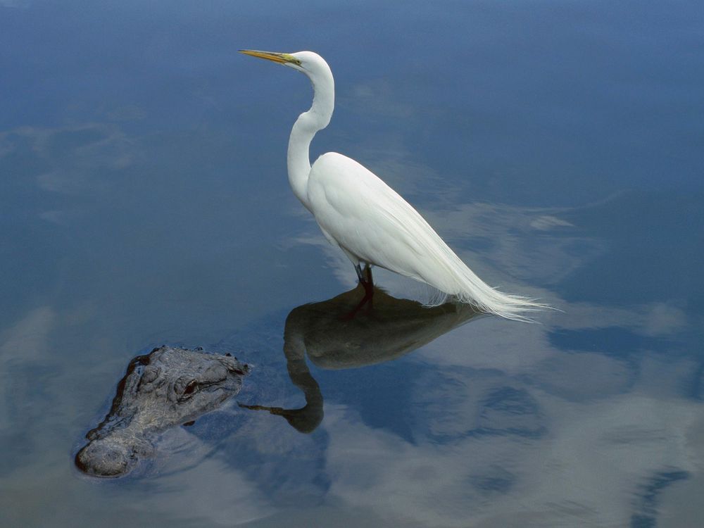 Great Egret and Alligator