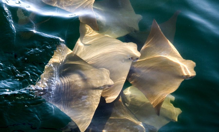 Cownose Rays