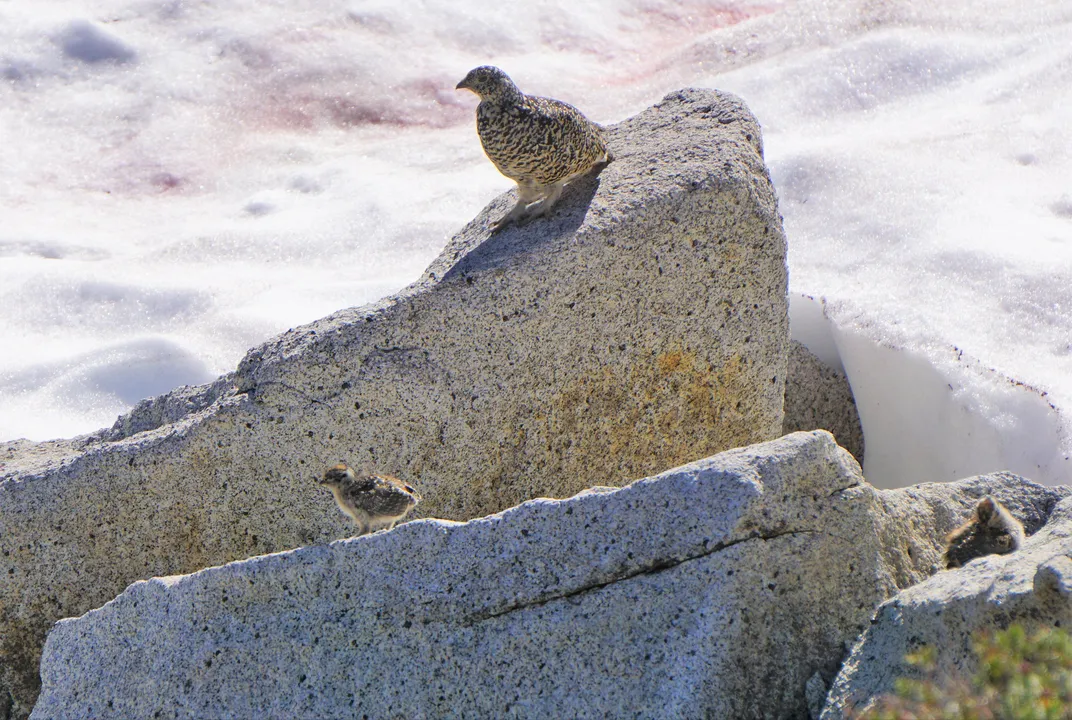 A larger bird standing on a rock, with a smaller bird on a nearby rock