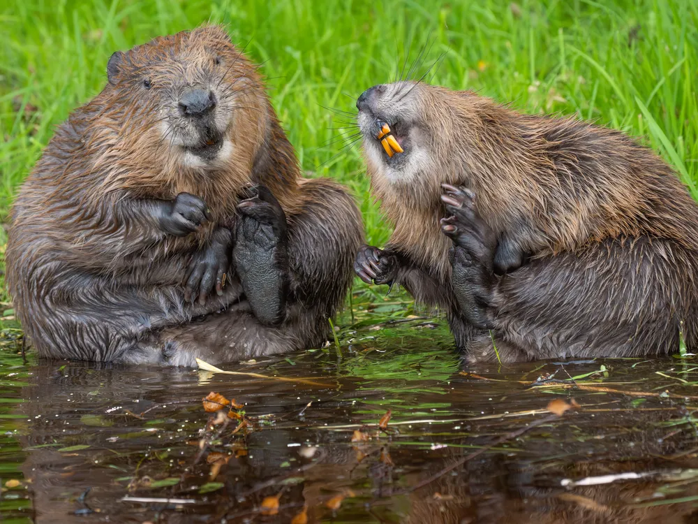 Two Belgian beavers