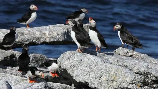 Preview thumbnail for Saving the Puffins