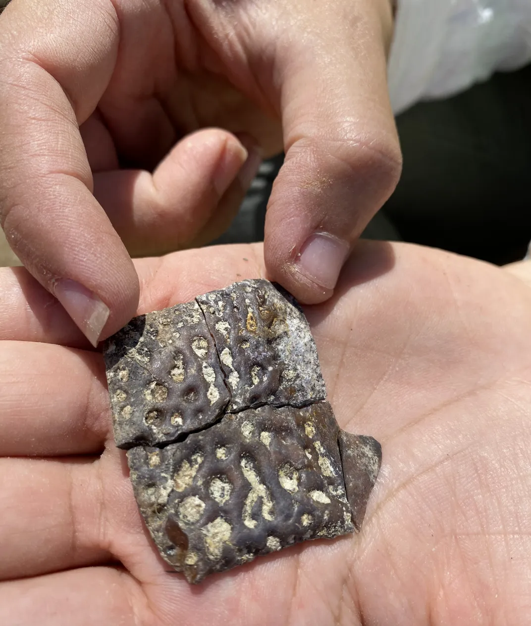A small fossil, found in a fossil bed in the Dominican Republic.