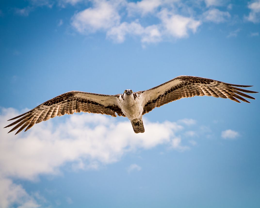 Osprey hunts Smithsonian Photo Contest Smithsonian Magazine