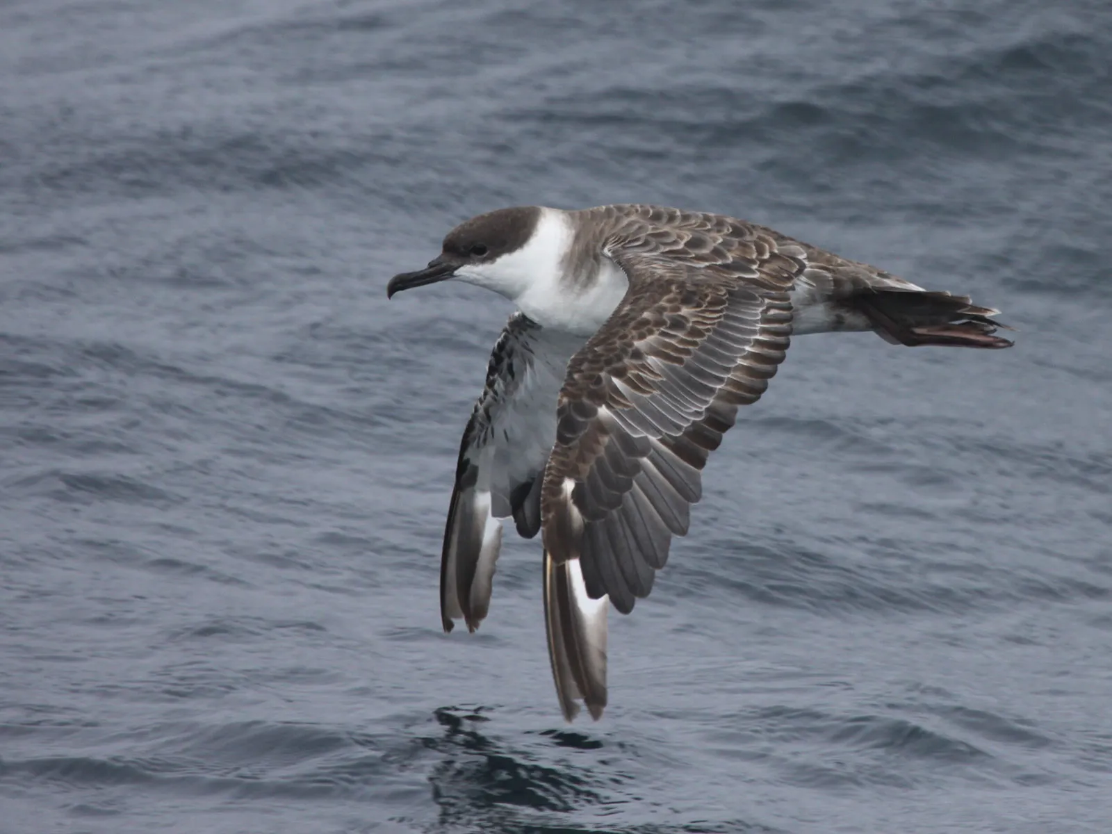 Regulators Look to Protect a Seabird Hotspot in the Middle of the Atlantic Ocean | Science