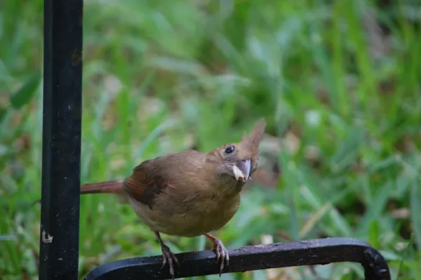 Curiosity thumbnail