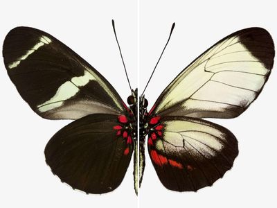 The wings of a normal and CRISPR-edited Sara Longwing butterfly show how disabling a single gene can change the patterns