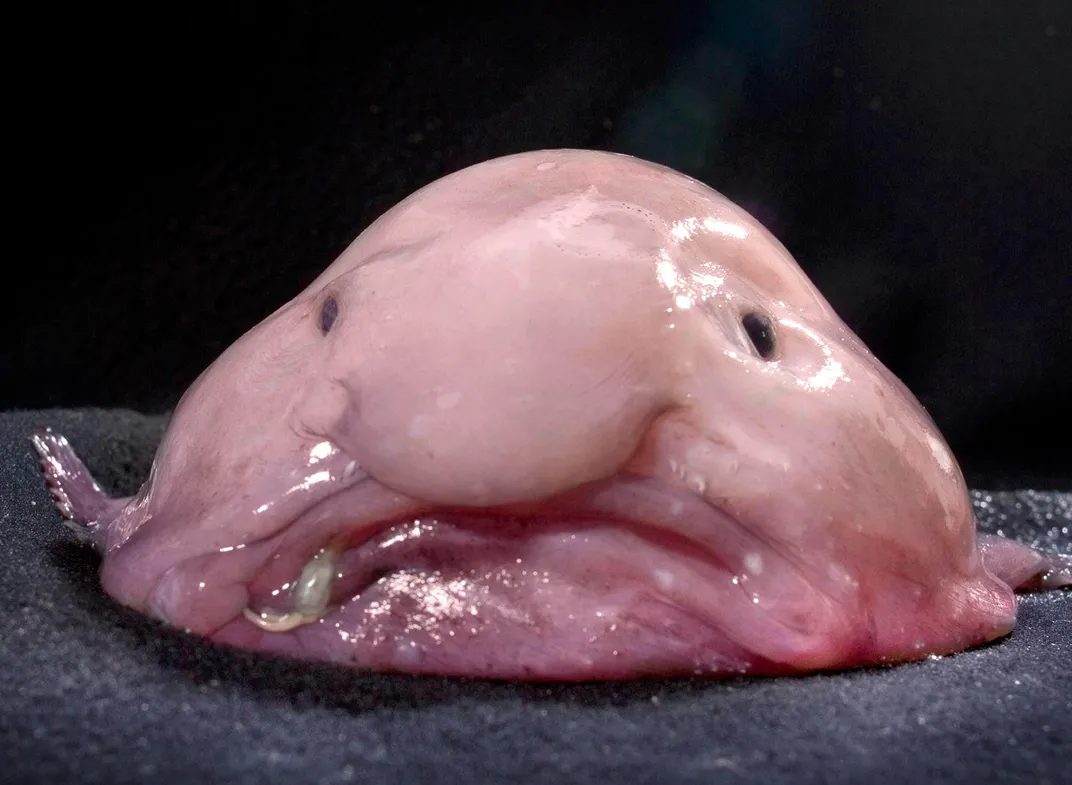 Can We Save the Blobfish or Is It Too Late? - Mibba