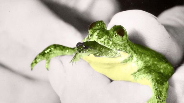 预览缩略图智能新闻:灭绝的青蛙复活