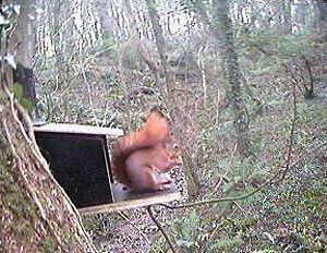 20110520090001red_squirrel.jpg