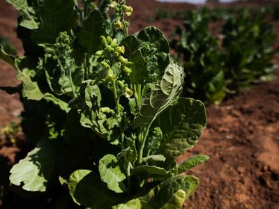 Tombac, a form of tobacco, grows on a farm in Darfur. The plant could one day be used to create cheaper, better anti-malarial drugs. 