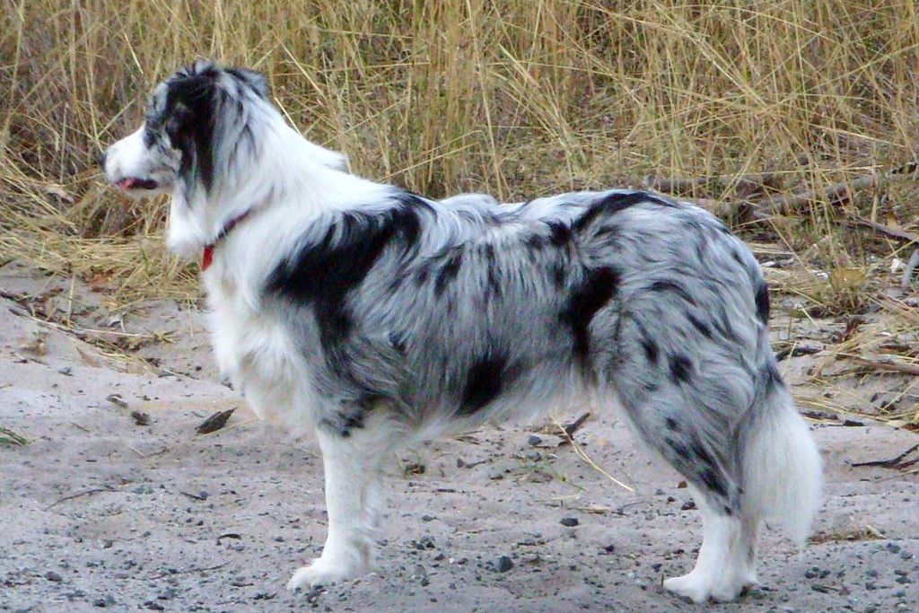 Border Collie