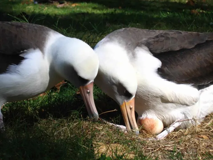 Two albatrosses raise an egg.