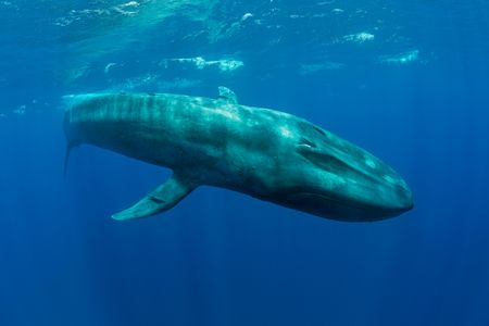 A blue whale swims through the Indian Ocean. These massive creatures are the largest animals on Earth.
