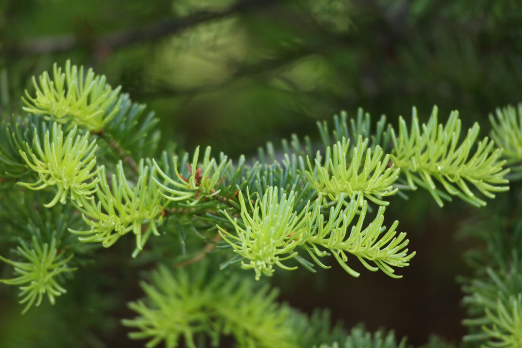 Pine Needles at Mt. Rainier | Smithsonian Photo Contest | Smithsonian ...