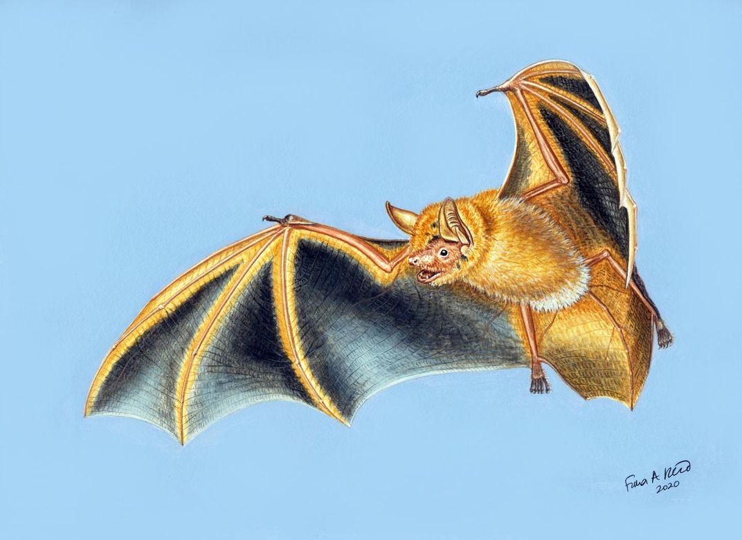 Illustration of an bat with orange fur and black wings on a light blue background