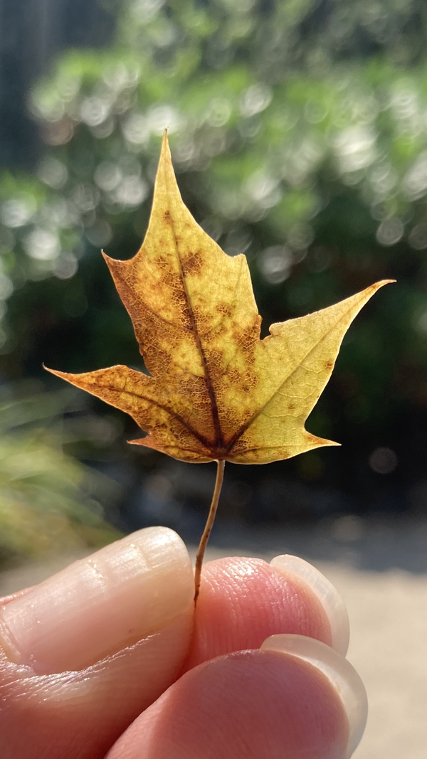 Tiny Leaf thumbnail