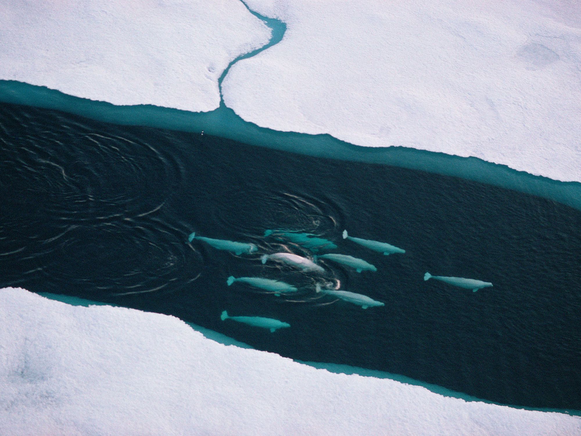 Can Satellites Really Detect Whales From Space?