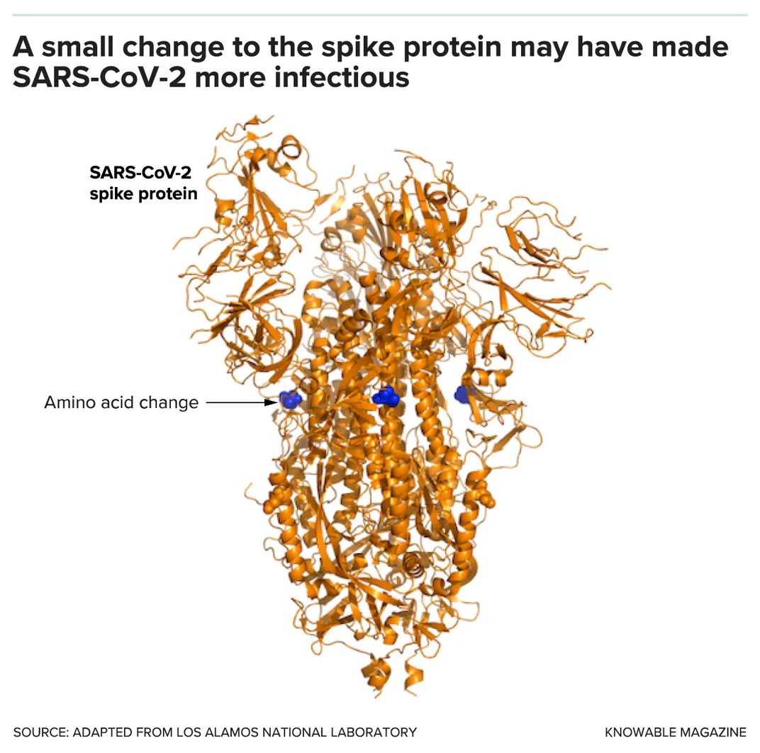 An artist's rendition of a SARS-CoV-2 protein mutating
