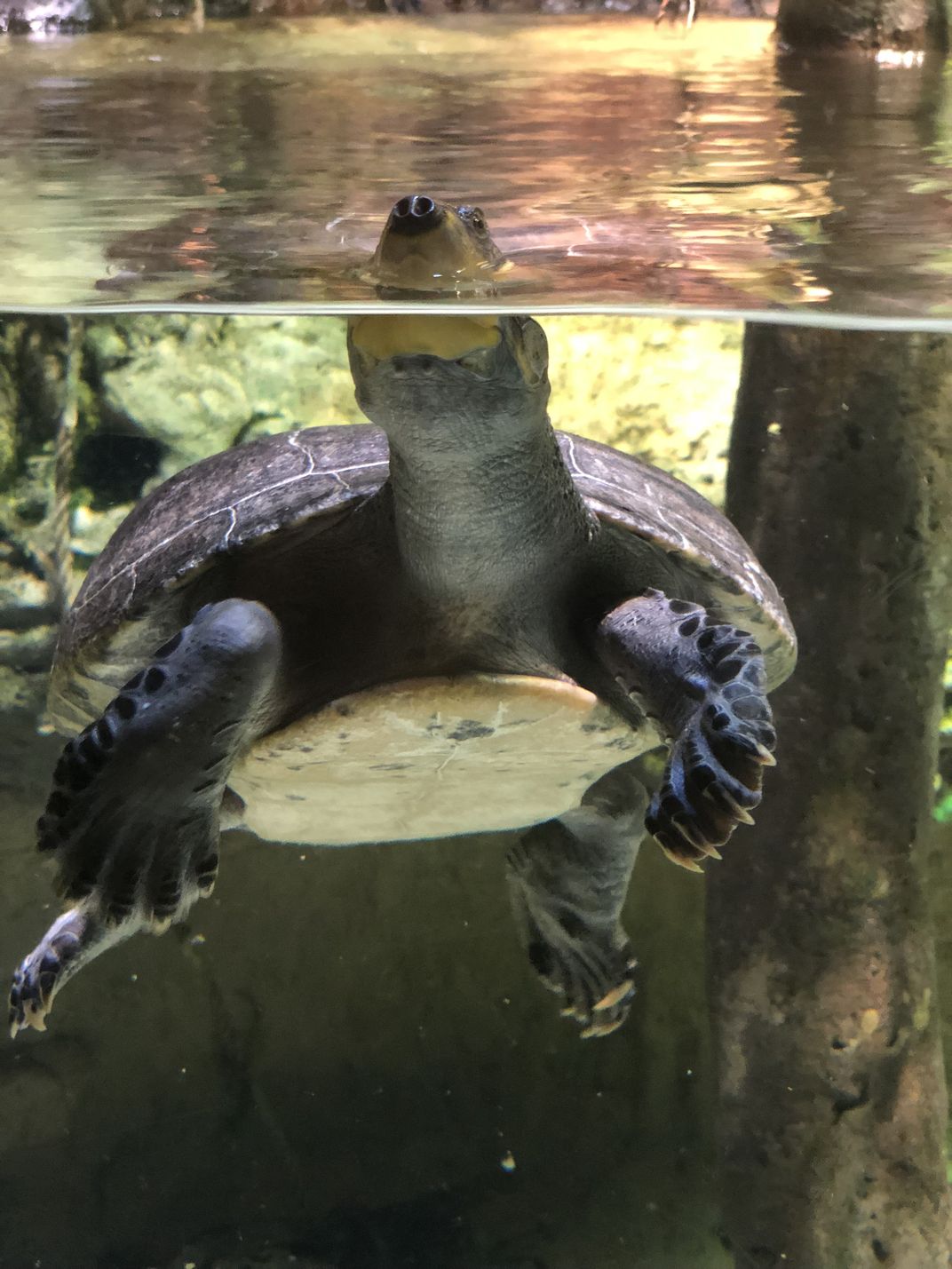 Turtle At The Baltimore Aquarium 