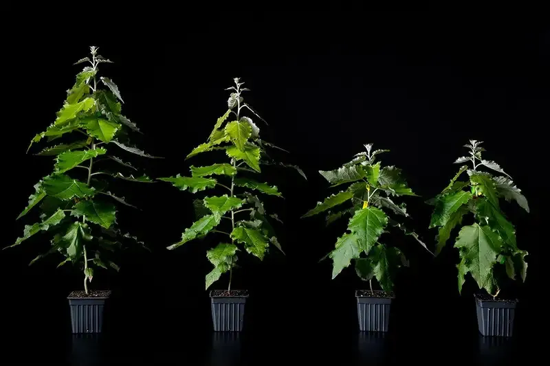 Four trees