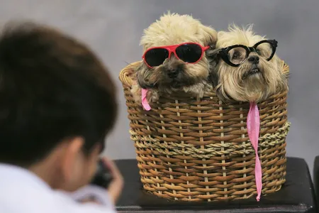 A photographer takes pictures of Lhasa Apso dogs in a basket, during a Dog and Cat Expo in Manila. With 12.3 million dogs to 1.7 million cats, the Philippines is very much a dog country. 