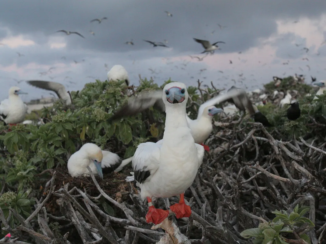 Red-Footed Booby on Tern Island