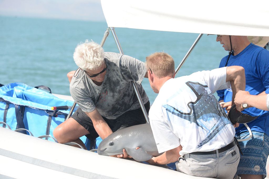 Captured Vaquita