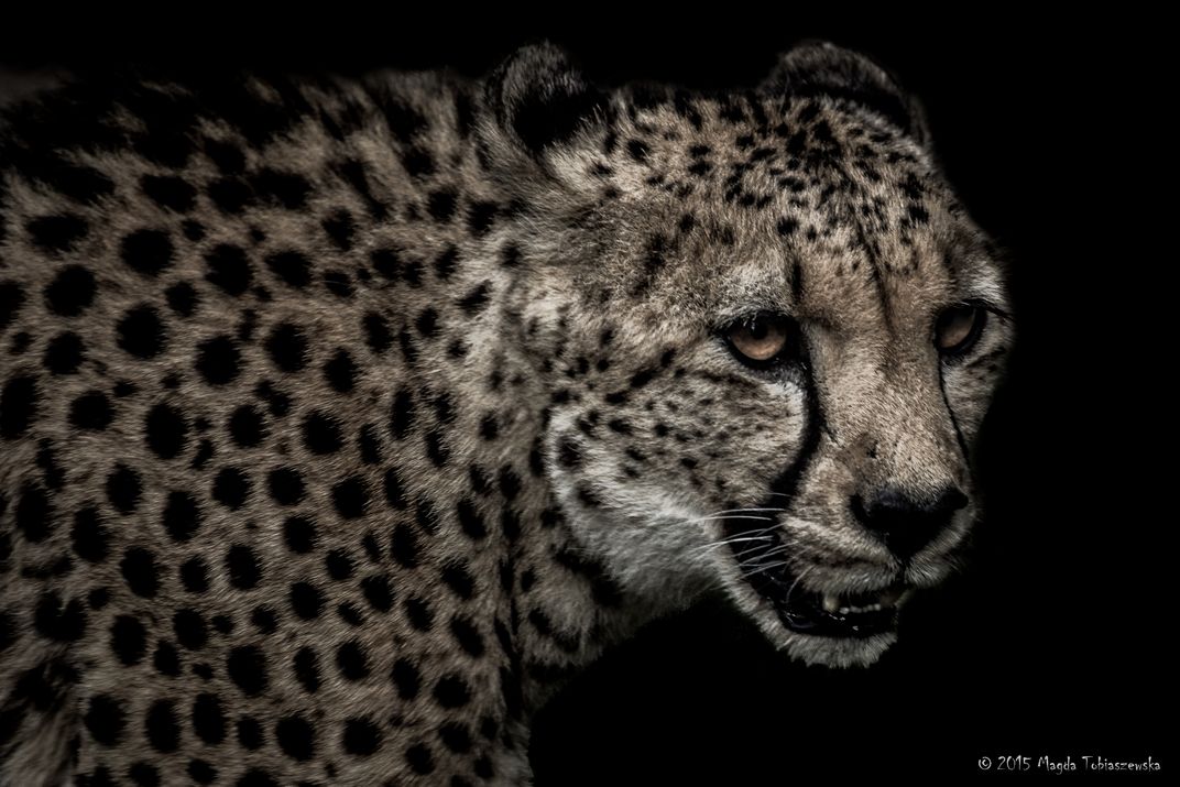 Deadly look of cheetah | Smithsonian Photo Contest | Smithsonian Magazine