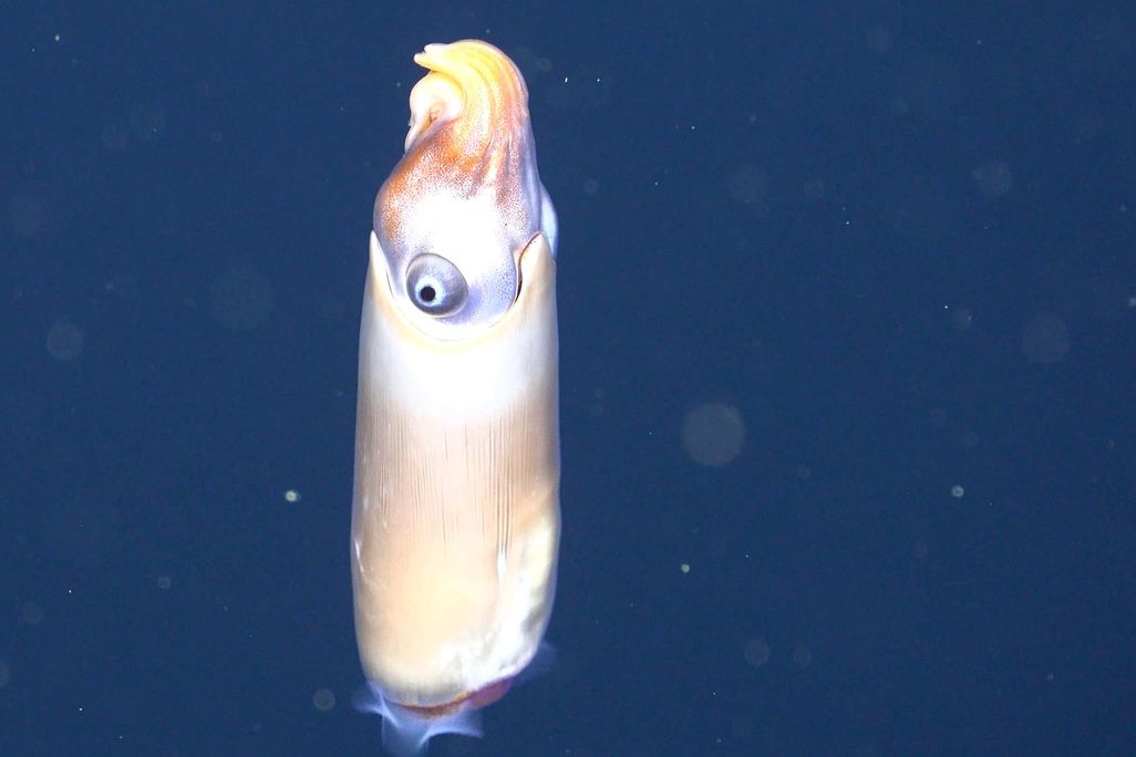 ram's head squid