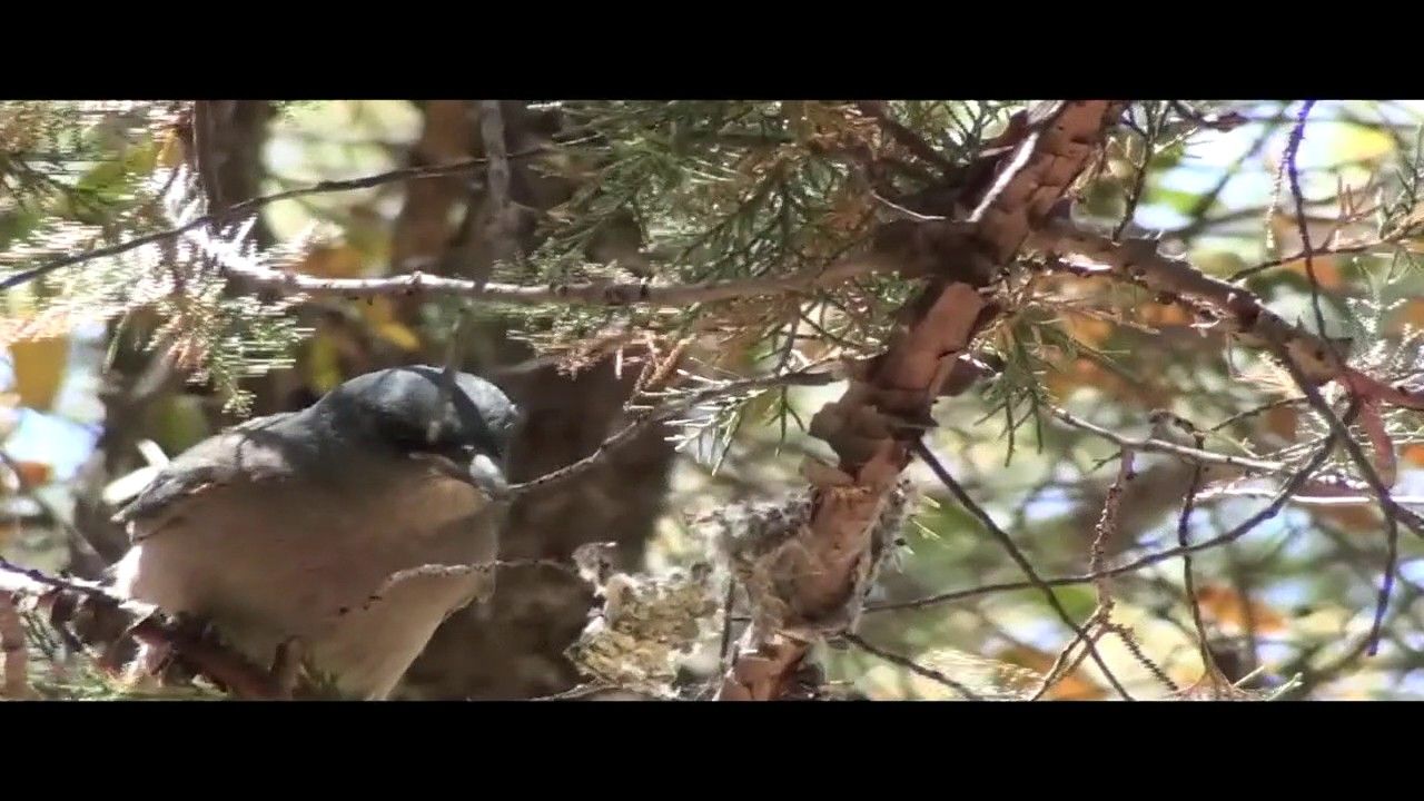 Preview thumbnail for Jays Robbing a Hummingbird Nest