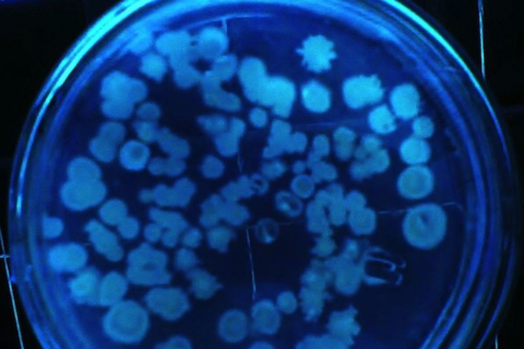 20130215022029747px-Bacterias1.jpg