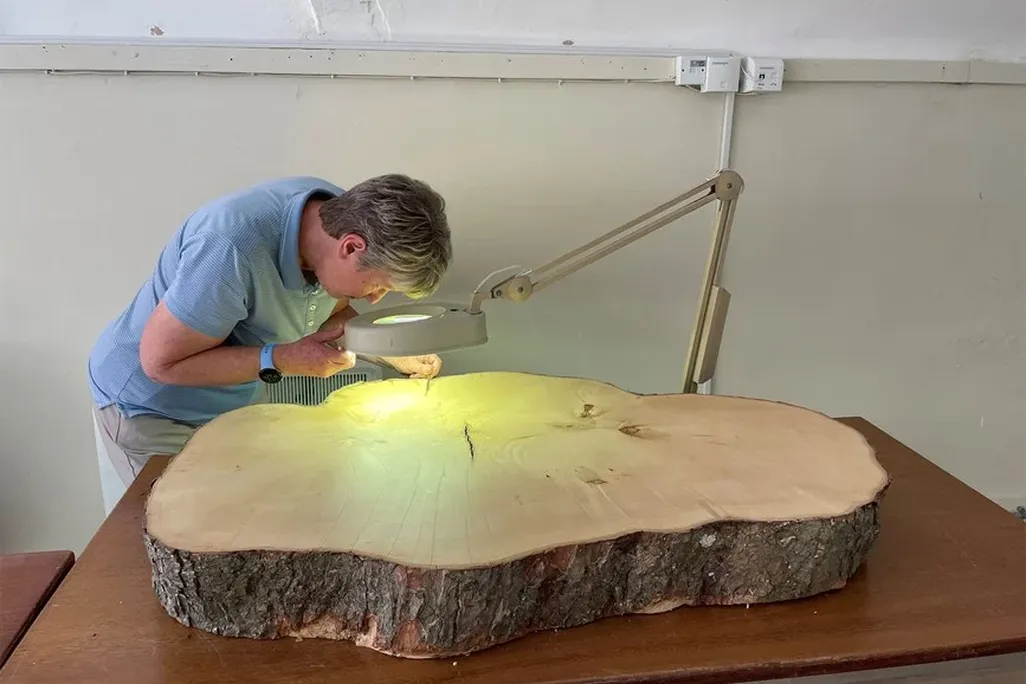 Person leaning over a slice of a tree with a magnifying glass and a light