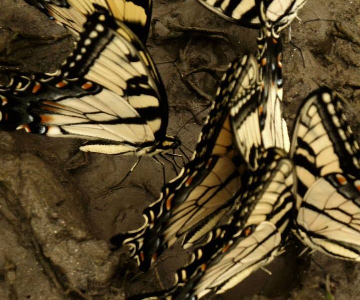 Group of butterflies near the water. Smithsonian Photo Contest